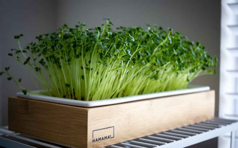 microgreens-side-hustle